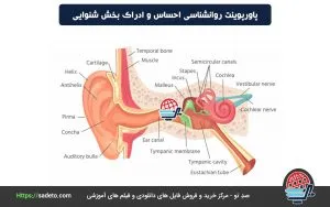 پاورپوینت احساس و ادراک بخش شنوایی